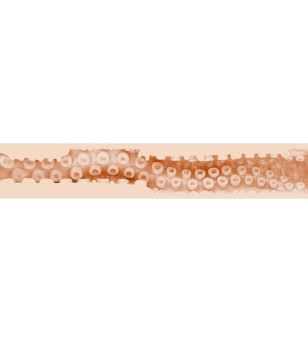 FLESHLIGHT FANTASY - SASHA NAKAMOTO VAGIN